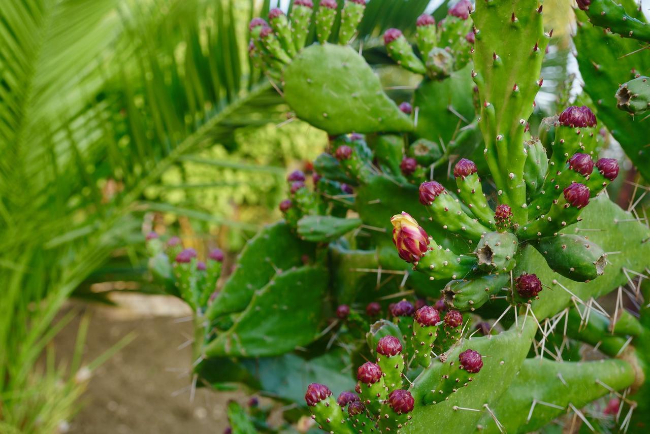 B&B Templi E Arte Villaggio Mose  Ngoại thất bức ảnh