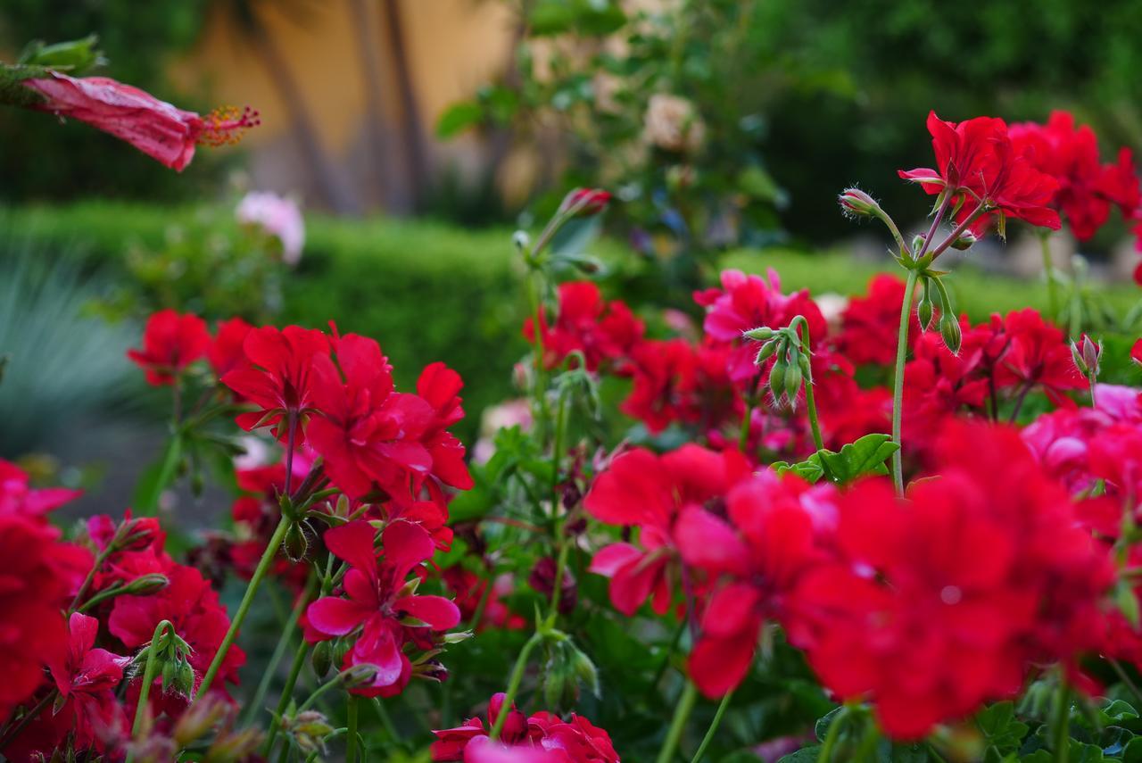 B&B Templi E Arte Villaggio Mose  Ngoại thất bức ảnh